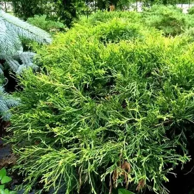 Кипарисовик ФИЛИФЕРА АУРЕА ВАРИЕГАТТА горохоплодный в Молодечно