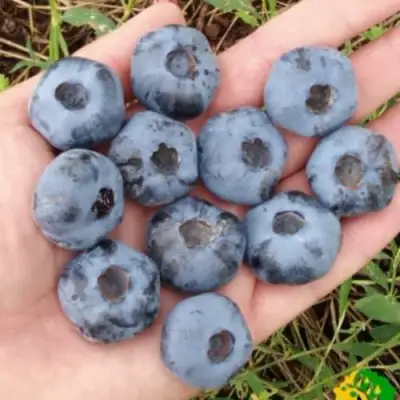 Голубика ЧАНДЛЕР в Молодечно