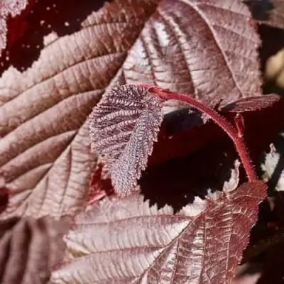 Фундук СИРЕНА в Молодечно