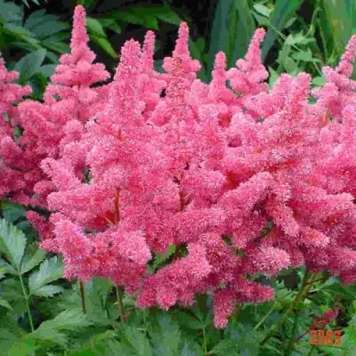 Астильба БОНН японская в Молодечно