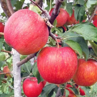 Яблоня ЖЕНЕВА (ЖЕНЕВА ЭРЛИ) в Молодечно