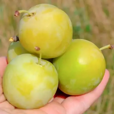 Слива РЕНКЛОД ранний в Молодечно