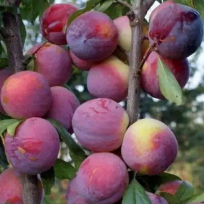 Слива ИМПЕРИАЛ колонновидная в Молодечно