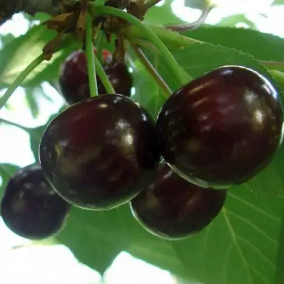 Дюк КСЕНИЯ (ЧЕРЕВИШНЯ) в Молодечно