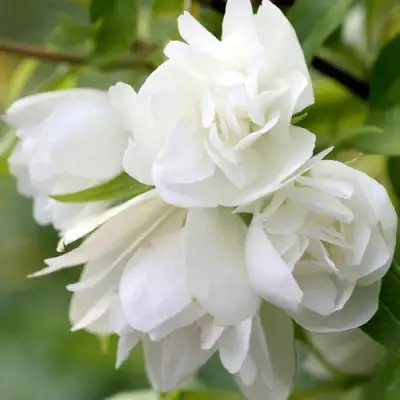 Жасмин МАНТО Д’ЭРМИН в Молодечно