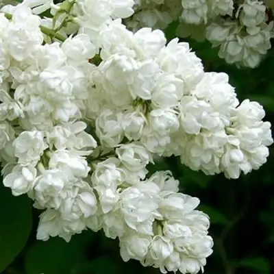 Сирень ПАМЯТЬ О КОЛЕСНИКОВЕ в Молодечно