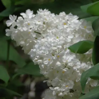 Сирень РУССКИЙ СЕВЕР в Молодечно