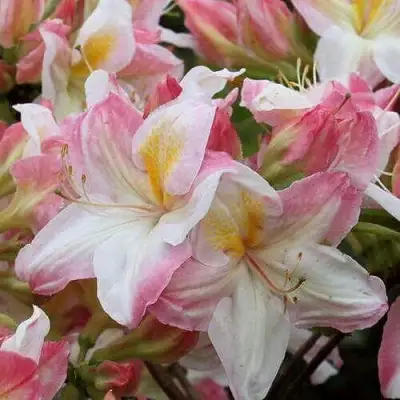 Азалия САТОМИ японская в Молодечно