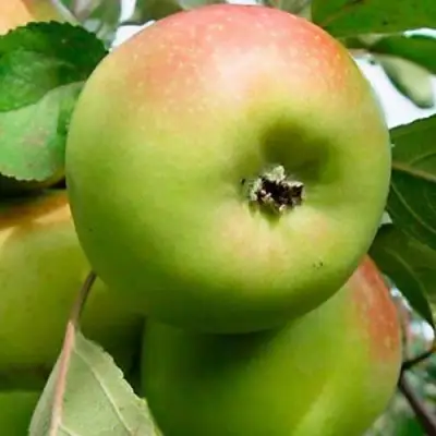 Яблоня БРАТ ЧУДНОГО стелющаяся в Молодечно