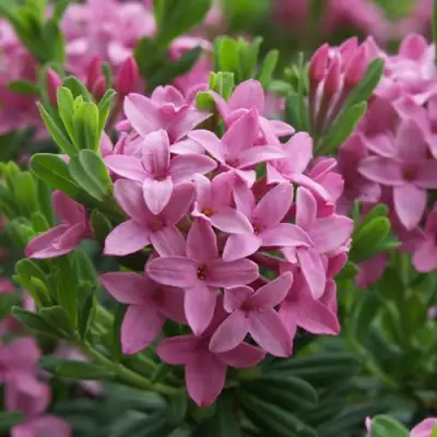 Волчеягодник КОЛЛИНА ГАРАЛЕНС в Молодечно