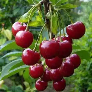 Дюк ФАКЕЛ в Молодечно