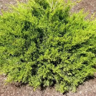 Можжевельник ИЗАБЕЛИН китайский в Молодечно