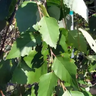 Береза САММЕР КАСКАД черная в Молодечно