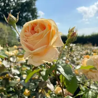 Роза КЕНДЛАЙТ чайно-гибридная в Молодечно