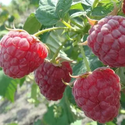 Малина БРУСИЛОВСКАЯ в Молодечно