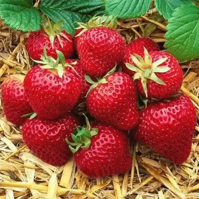 Клубника ХОНЕЙ в Молодечно