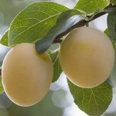 Слива УТРО в Молодечно