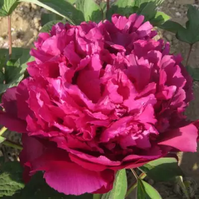 Пион ТАЙНАЯ СТРАСТЬ древовидный в Молодечно