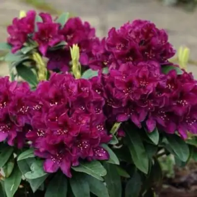 Рододендрон КАЛИ в Молодечно