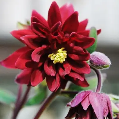 Аквилегия РУБИ ПОРТ обыкновенная в Молодечно