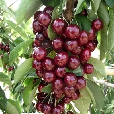 Черешня СИЛЬВИЯ колоновидная в Молодечно