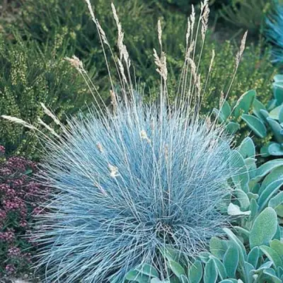 Овсяница АЙСФОГЕЛЬ сизая в Молодечно