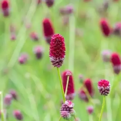 Кровохлебка БИТЛВИНГЗ в Молодечно