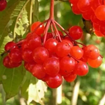 Калина ПАМЯТИ ВАЛЕНТИНЫ в Молодечно