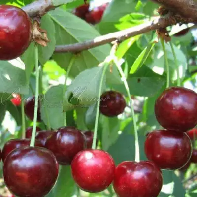 Дюк ИВАНОВНА в Молодечно