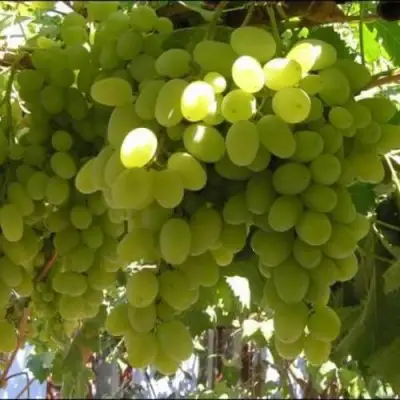 Виноград ИЛЬЯ  в Молодечно