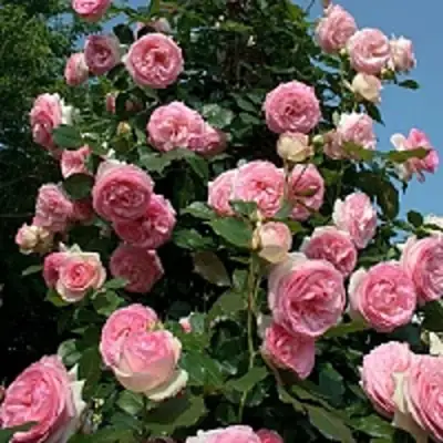 Роза ПЬЕР ДЕ РОНСАР плетистая в Молодечно