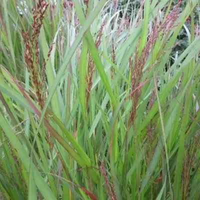 Просо ВЭРРИОР прутьевидное в Молодечно