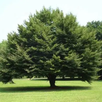 Бук обыкновенный в Молодечно