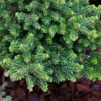 Ель ВИЛС ЦВЕРГ обыкновенная в Молодечно