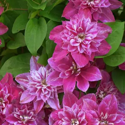 Клематис МАЙ ДАРЛИНГ  в Молодечно