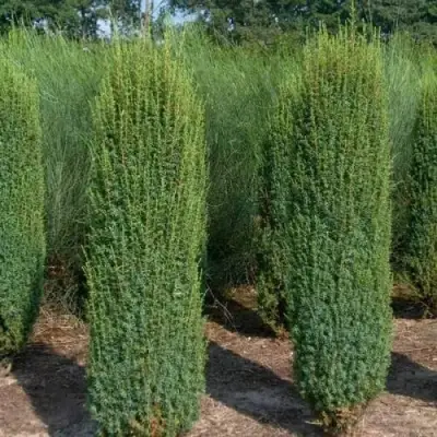 Можжевельник ХИБЕРНИКА обыкновенный  в Молодечно