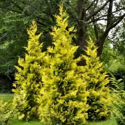 Туя ГОЛДЕН БРАБАНТ западная в Молодечно