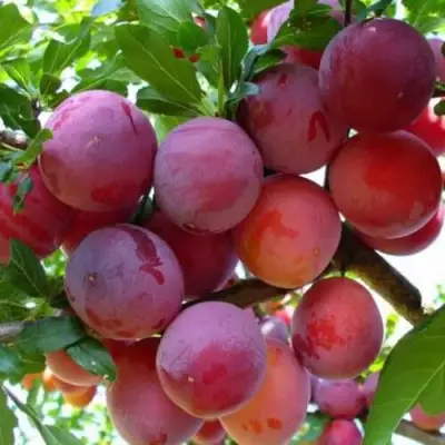 Слива НЕКТАРИННАЯ АРОМАТНАЯ в Молодечно