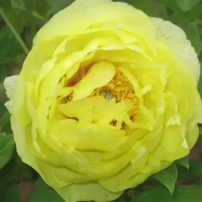 Пион ЗОЛОТО ПОДНЕБЕСНОЙ древовидный в Молодечно