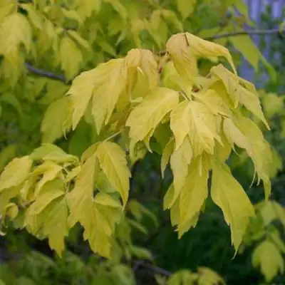 Клен ясенелистный в Молодечно