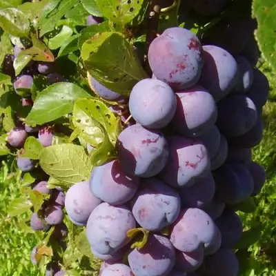 Слива НАГРАДА НЕМАНСКАЯ в Молодечно