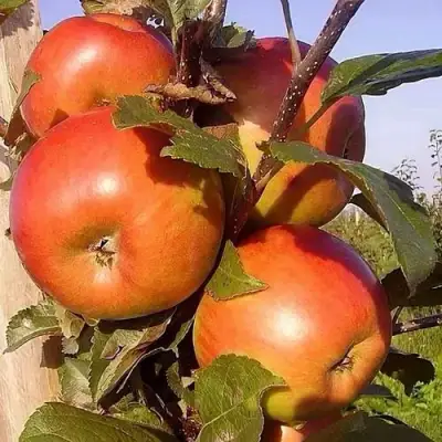 Яблоня ФРИДОМ в Молодечно