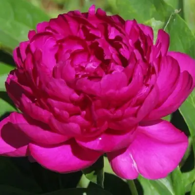 Пион БАРХАТ НОЧИ травянистый в Молодечно