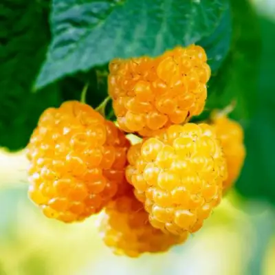 Малина МЕДОВАЯ в Молодечно