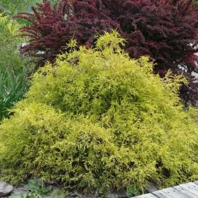 Кипарисовик ГОЛДЕН МОП горохоплодный в Молодечно