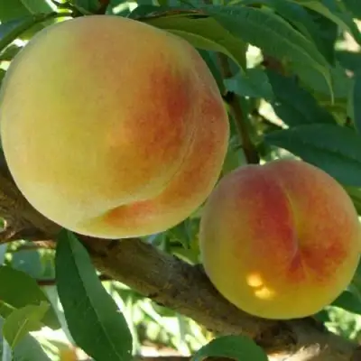Персик ДОНЕЦКИЙ ЖЕЛТЫЙ в Молодечно