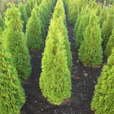 Туя САННИ СМАРАГД западная  в Молодечно