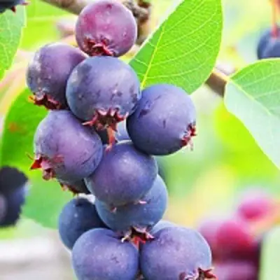 Ирга СМОУКИ в Молодечно