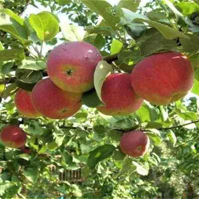 Яблоня ОРЛИК в Молодечно