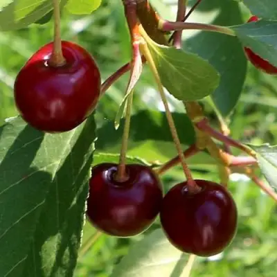 Дюк НАДЕЖДА в Молодечно